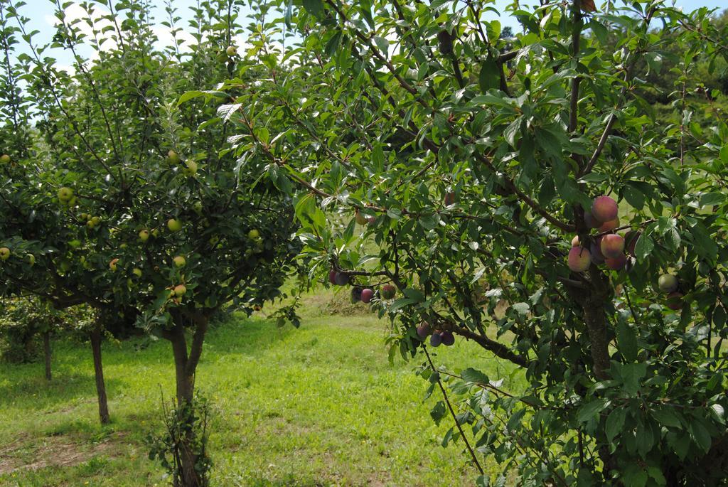 La Chiusuraccia Villa Barberino di Mugello Buitenkant foto